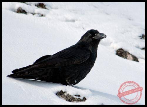 373-raven